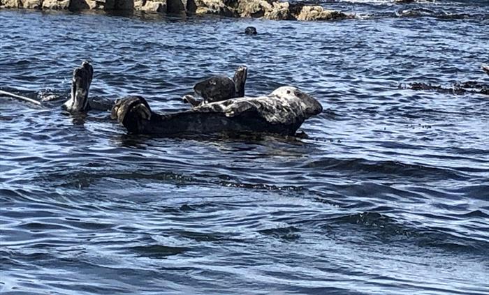 Seals off Pufin Island